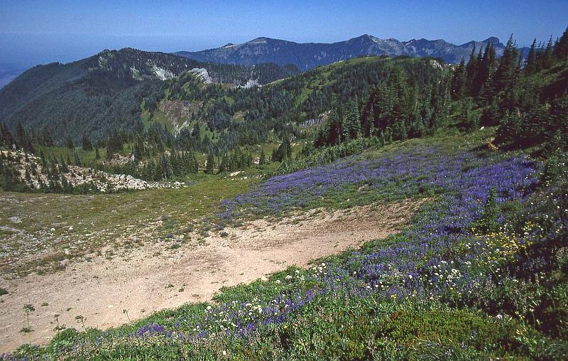 1998-07 Tolmie Pk Mt Rainier NP 12.jpg